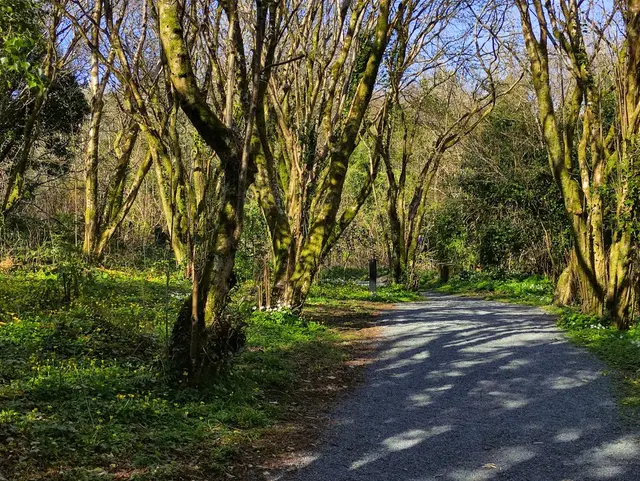 Duntally wood, Creeslough