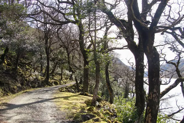 Mullangore Wood, Gleanveagh national park