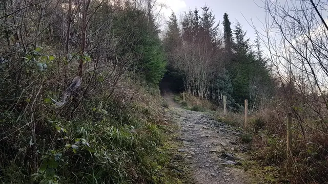 Woodquarter Forest Walks