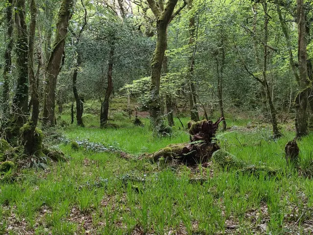 Rathmullan Wood Nature Reserve