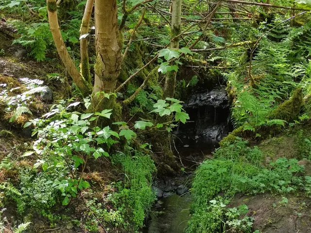 Ballykeeran Forest Trail