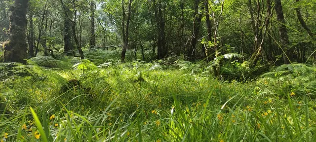 Ardnamona Woods