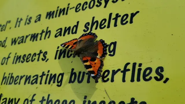 Letterkenny Butterfly Garden