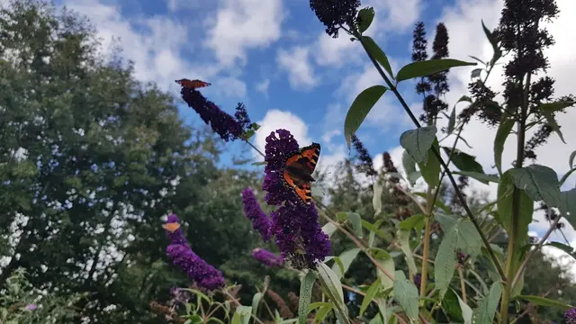 Letterkenny Butterfly Garden