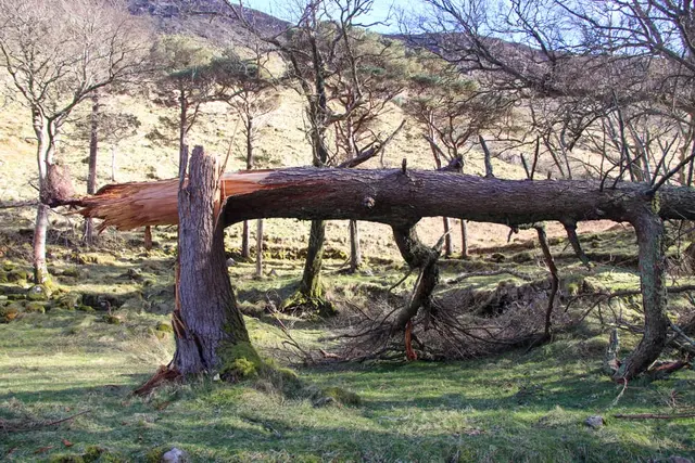 Mullangore Wood, Gleanveagh national park