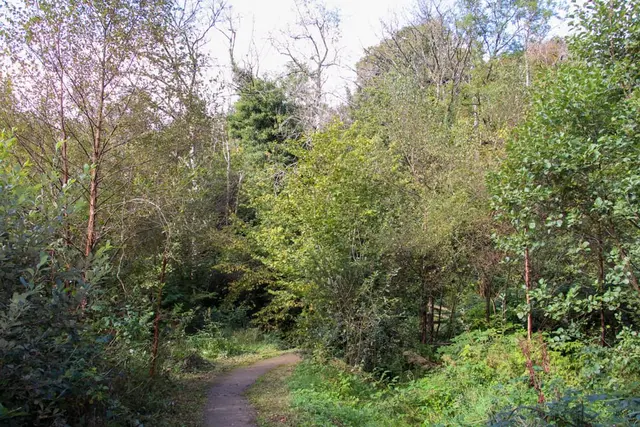 Ballyarr Wood