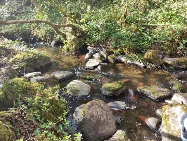 Duntally wood, Creeslough