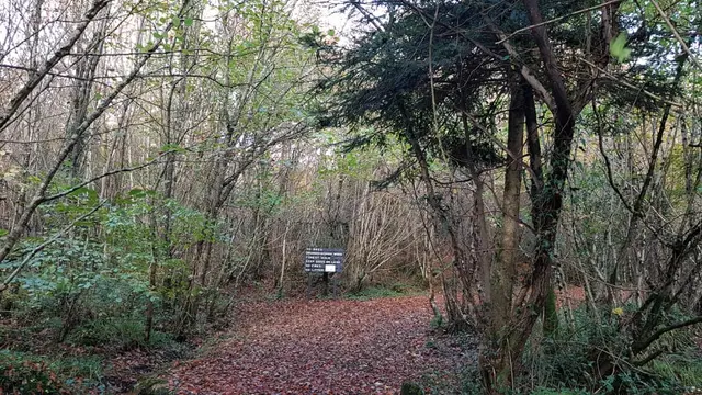 Drummonaghan woods