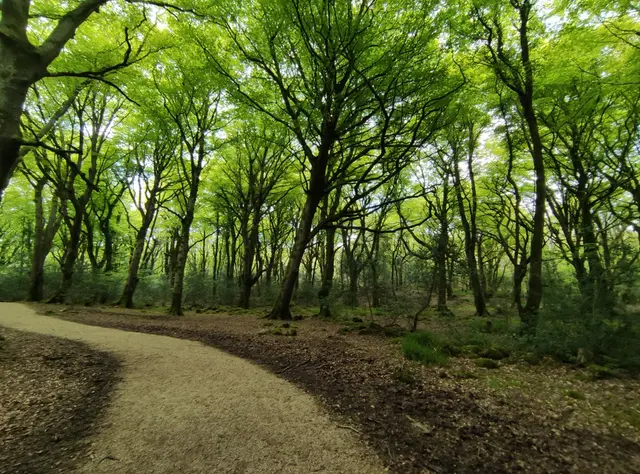 Rathmullan Wood Nature Reserve