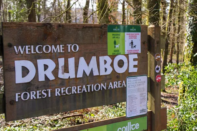 Drumboe woods