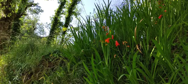 Bank river walk, Donegal town